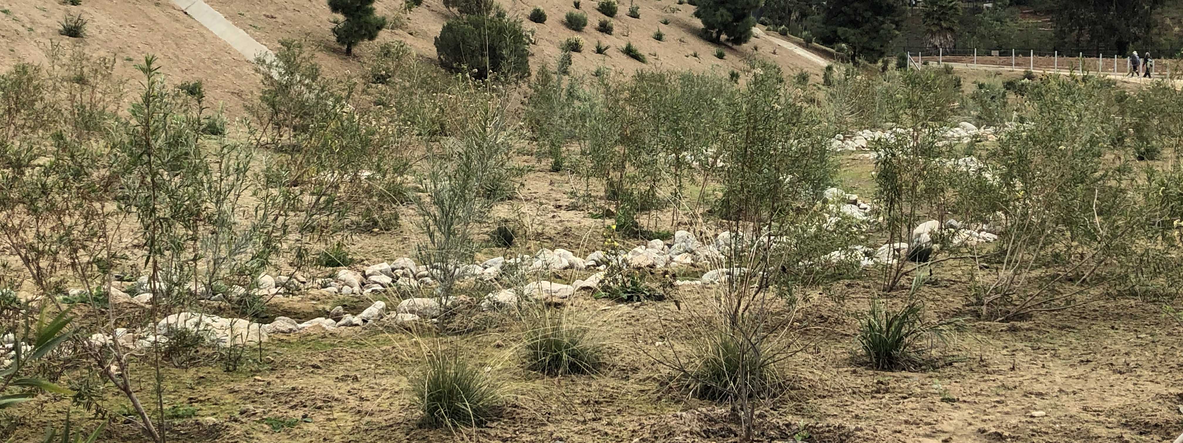 plants2 1600x600 George Wolfberg Park at Potrero Canyon grand opening event, at former Potrero Canyon Park